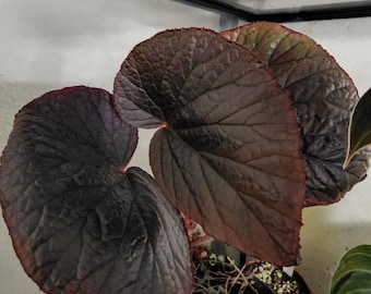 Begonia U508