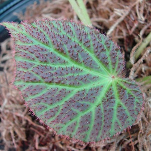 Begonia chloraneura