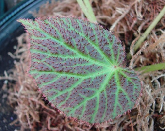 Begonia chloraneura