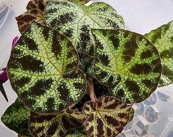 Begonia ningmingensis, terrarium species from Asia, 2 inch potted plant