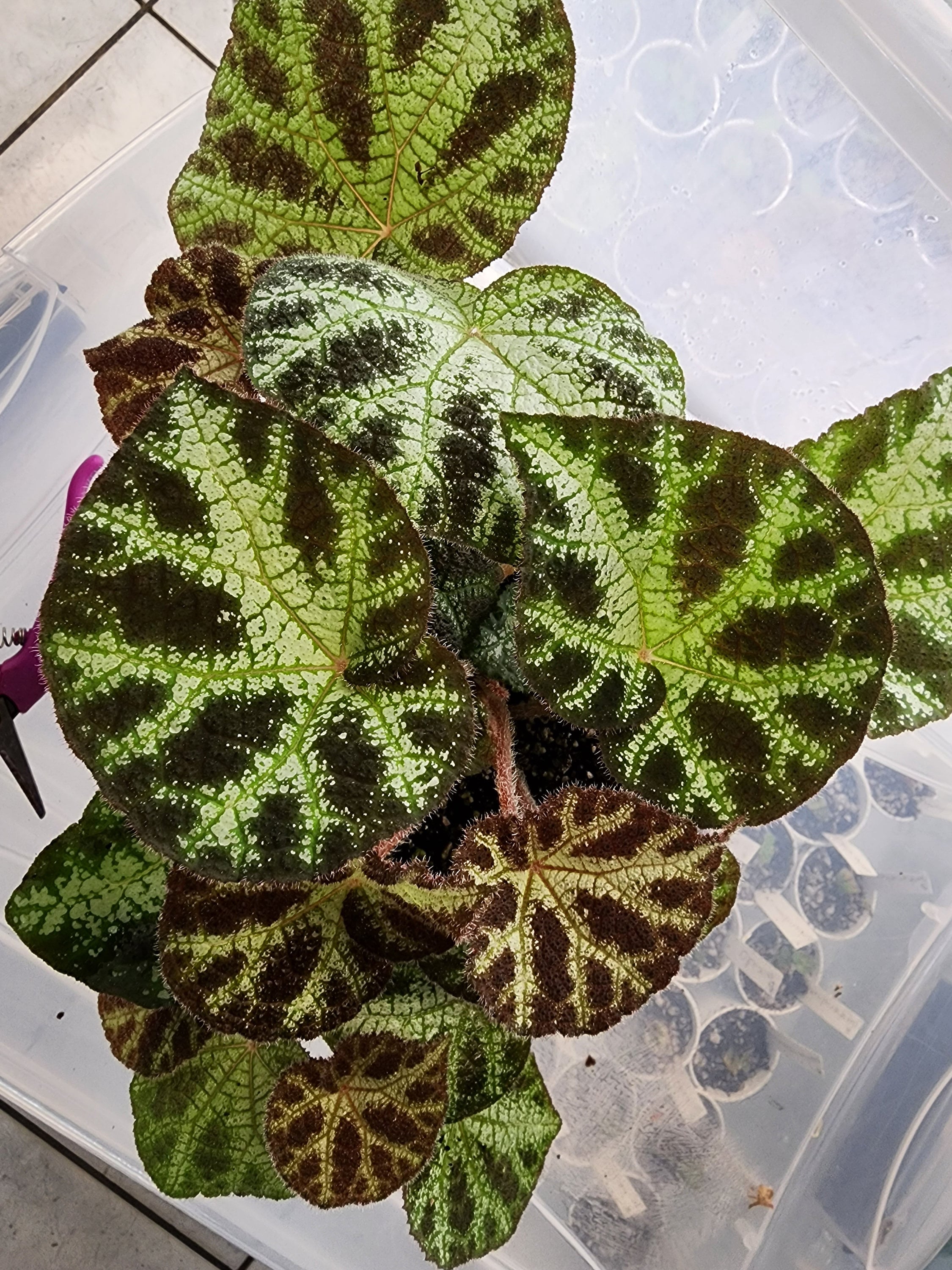 Begonia Ningmingensis, Terrarium Species From Asia, 2 Inch Potted