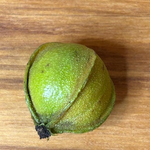 Bitternut Hickory Tree nuts/seeds (Carya Cordiformis)