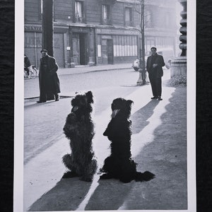 Robert Doisneau &quot;Pair of dogs, Via della Cappella, Paris, 1953&quot; Monochrome art edition, limited. On the back ©2004 Atelier Doisneau