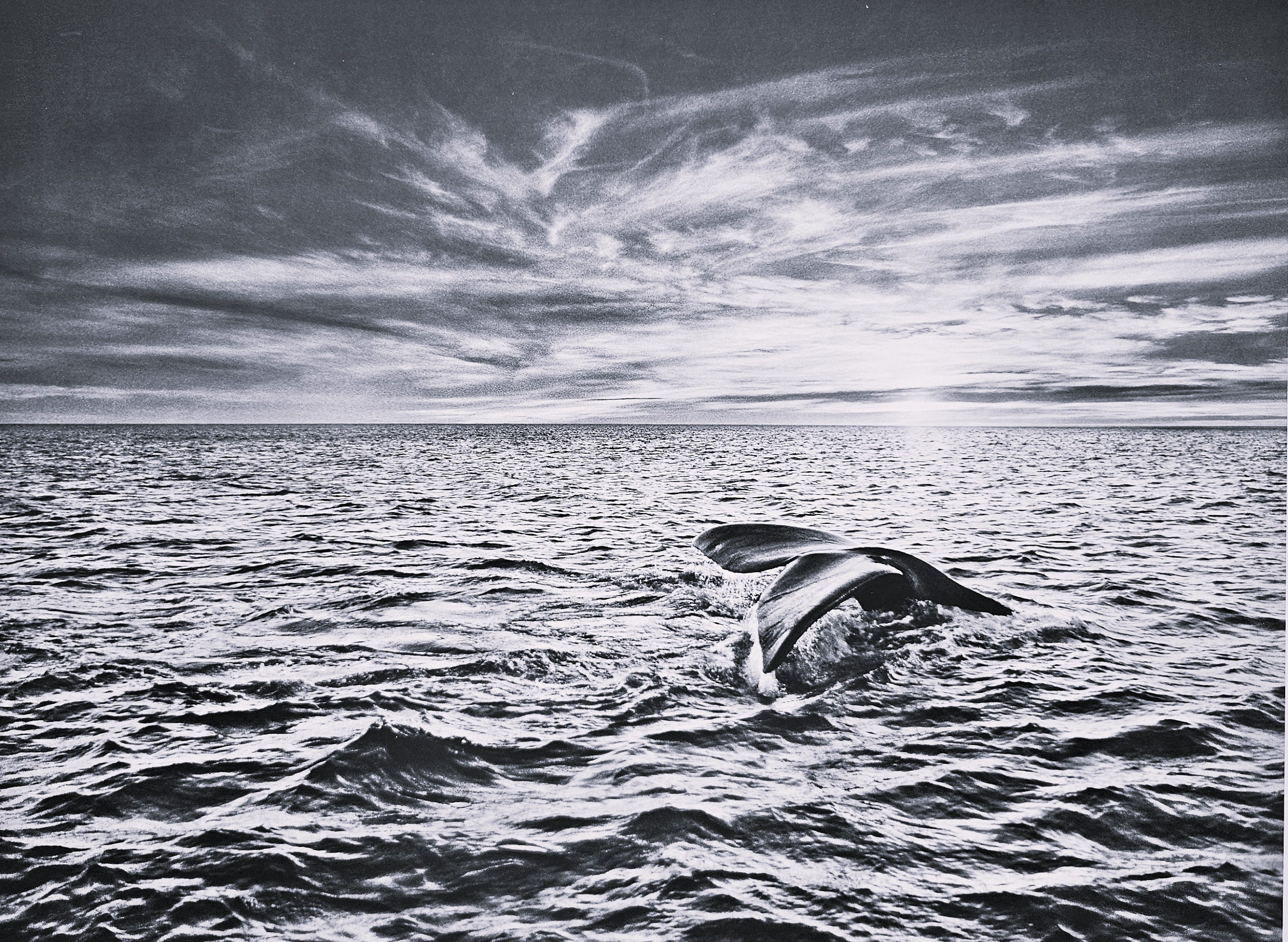 Sebastiao Salgado　セバスティアン・サルガード 展覧会