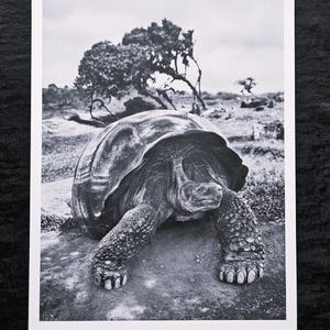 Sebastião Salgado &quot;Galàpagos, Ecuador, 2004&quot; Monochrome Art Edition, limited. On the back ©Sebastião Salgado. Size 33 x 25 cm.