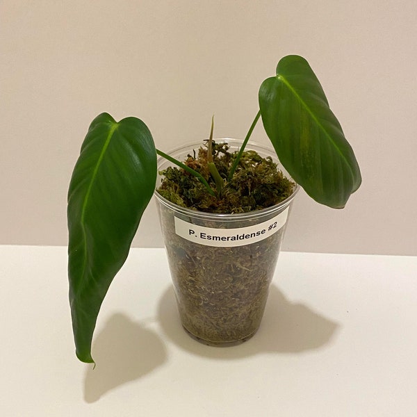 RARE Philodendron Esmeraldense (02) - Well Rooted Cutting With Active Growth - US Seller - Free Shipping