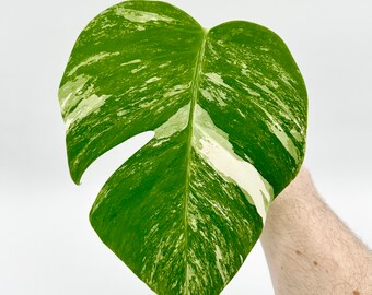 RARE Variegated Monstera Albo Borsigiana (03) - Small Form Monstera - Unrooted Mid Cutting - US Seller - Free Shipping