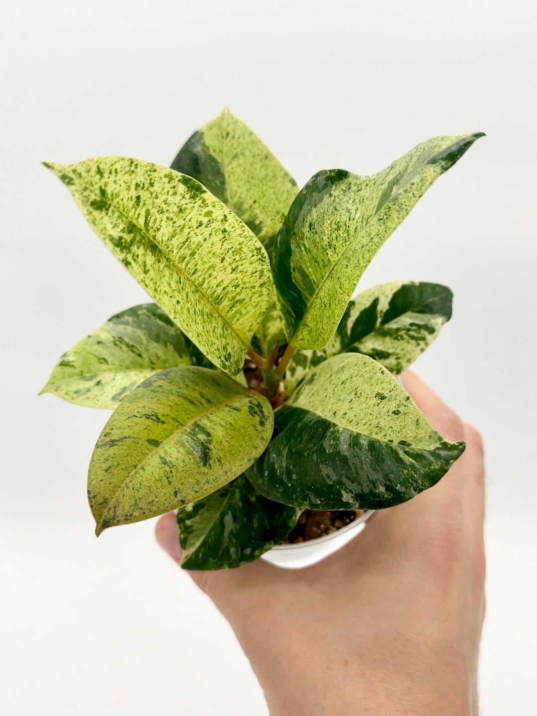 High Variegation Ficus Shivereana moonshine Rare Tropical Houseplant ...