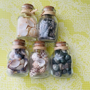 Small seashells in a Bottle| Decorative shells for beach theme wedding crafts| Jar of Seashells for decoration| Seashell party favors