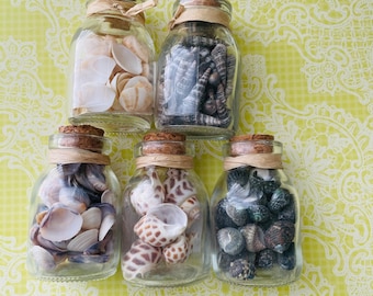 Small seashells in a Bottle| Decorative shells for beach theme wedding crafts| Jar of Seashells for decoration| Seashell party favors