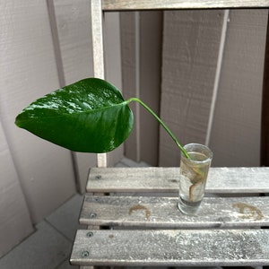 Monstera Albo