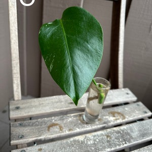 Monstera Albo