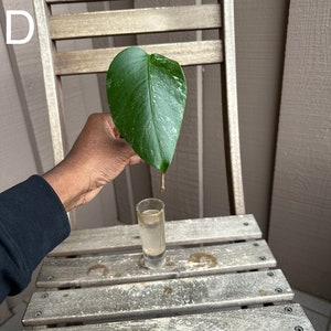 Monstera Albo