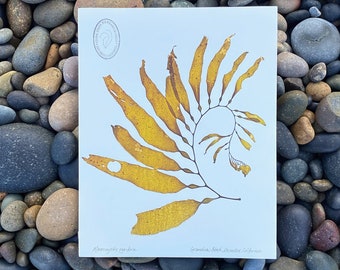 Pressed seaweed print - Giant Kelp #3 (medium)