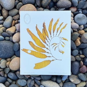 May include: A print of a golden-brown seaweed specimen, likely kelp, on a white background. The print is set against a backdrop of smooth, multicolored beach stones. The seaweed's intricate structure is visible, with text at the bottom identifying the species and location.