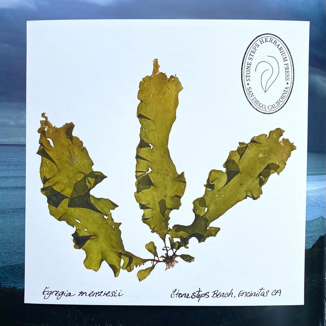 Pressed Seaweed Print Baby Feather Boa Trio medium Etsy