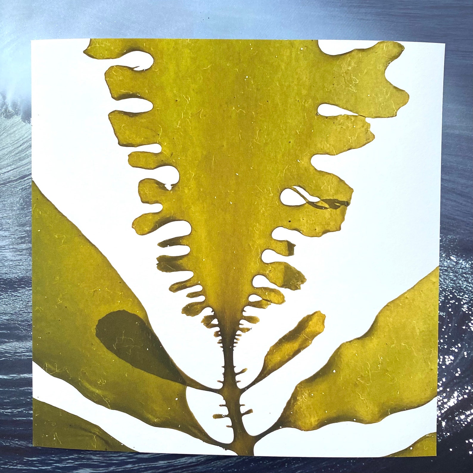 Pressed Seaweed Print Feather Boa Kelp Silhouette Etsy