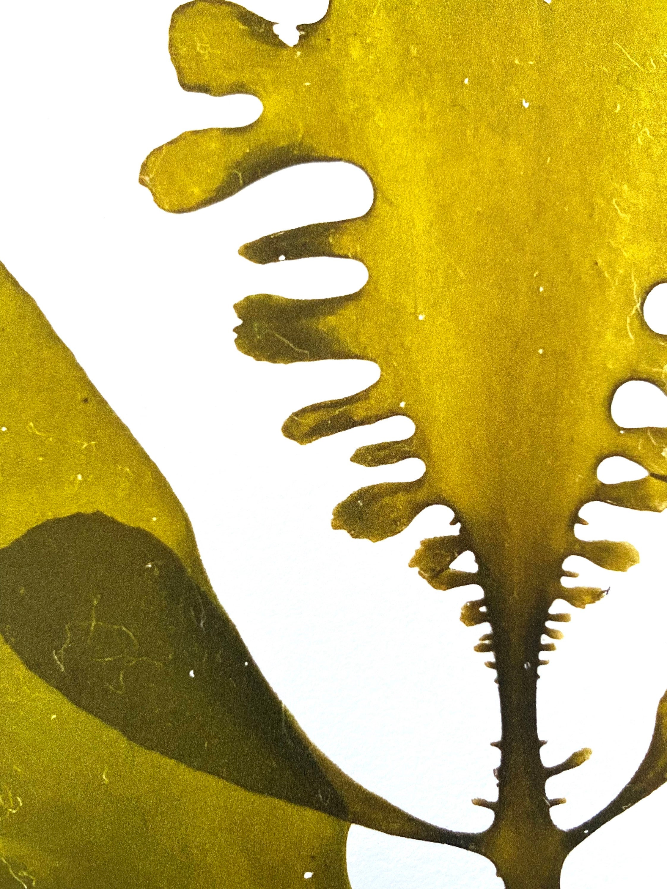 Pressed Seaweed Print - Feather Boa Kelp Silhouette - Etsy