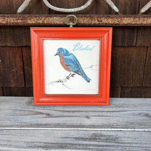 May include: A framed print of a bluebird perched on a branch. The frame is a bright orange color and has a simple, classic design. The print is titled "Bluebird".