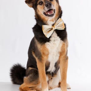 May include: A happy dog with black, brown, and tan fur, wearing a cream-colored bow tie. The dog is sitting and looking up with its mouth open, as if smiling. The background is plain white.