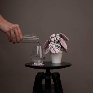 Könnte beinhalten: Ein klares Glas wird mit Wasser gefüllt, neben einer kleinen Topfpflanze mit rosa und grünen Blättern. Die Pflanze steht auf einem schwarzen Tisch. Unter dem Glas befindet sich ein Untersetzer mit einem rosa Blattmuster.