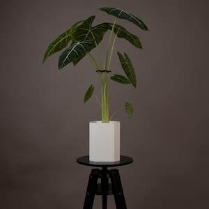 Übertöpfe für eckige Aroid-Töpfe / planter for rectangular aroid pots