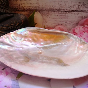 May include: A single pearl sits in a large, iridescent seashell. The shell is a pale pink colour with a pearlescent sheen. The pearl is white and round.