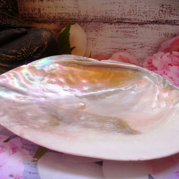 Mother of Pearl shell with pearl, approx. 14/16 cm, incense burner, smudge, palo santo, sage, storage holder