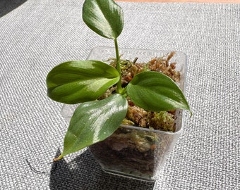 Philodendron Dean McDowell Seedling Rare Plant Crawling Aroid