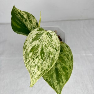 Philodendron Hederaceum Variegated Albo High Variegation Rare Plant image 3