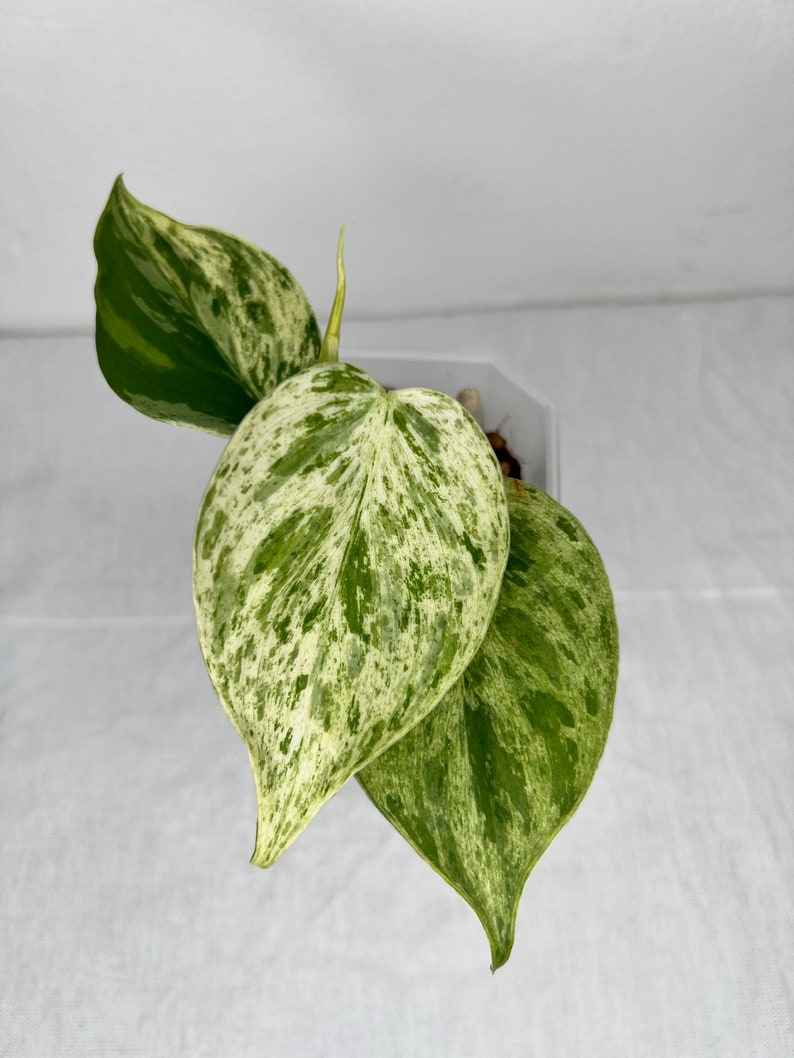 Philodendron Hederaceum Variegated Albo High Variegation Rare Plant image 3