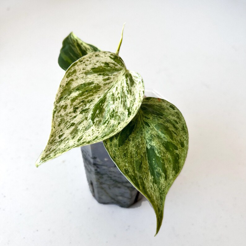 Philodendron Hederaceum Variegated Albo High Variegation Rare Plant image 1