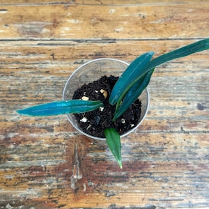 Blue Oil Fern Microsorum Thailandicm #1 Rare Plant USA Grown