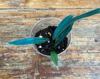 Blue Oil Fern Microsorum Thailandicm #1 Rare Plant USA Grown