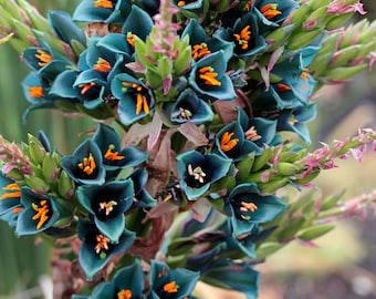 Sapphire Tower (Puya Alpestris) Juvenile Starter Plant