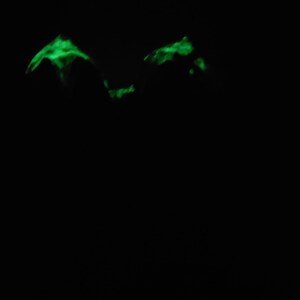 K&ouml;nnte beinhalten: Zwei leuchtend gr&uuml;ne Formen im Dunkeln, die wie ein Paar Augen aussehen.