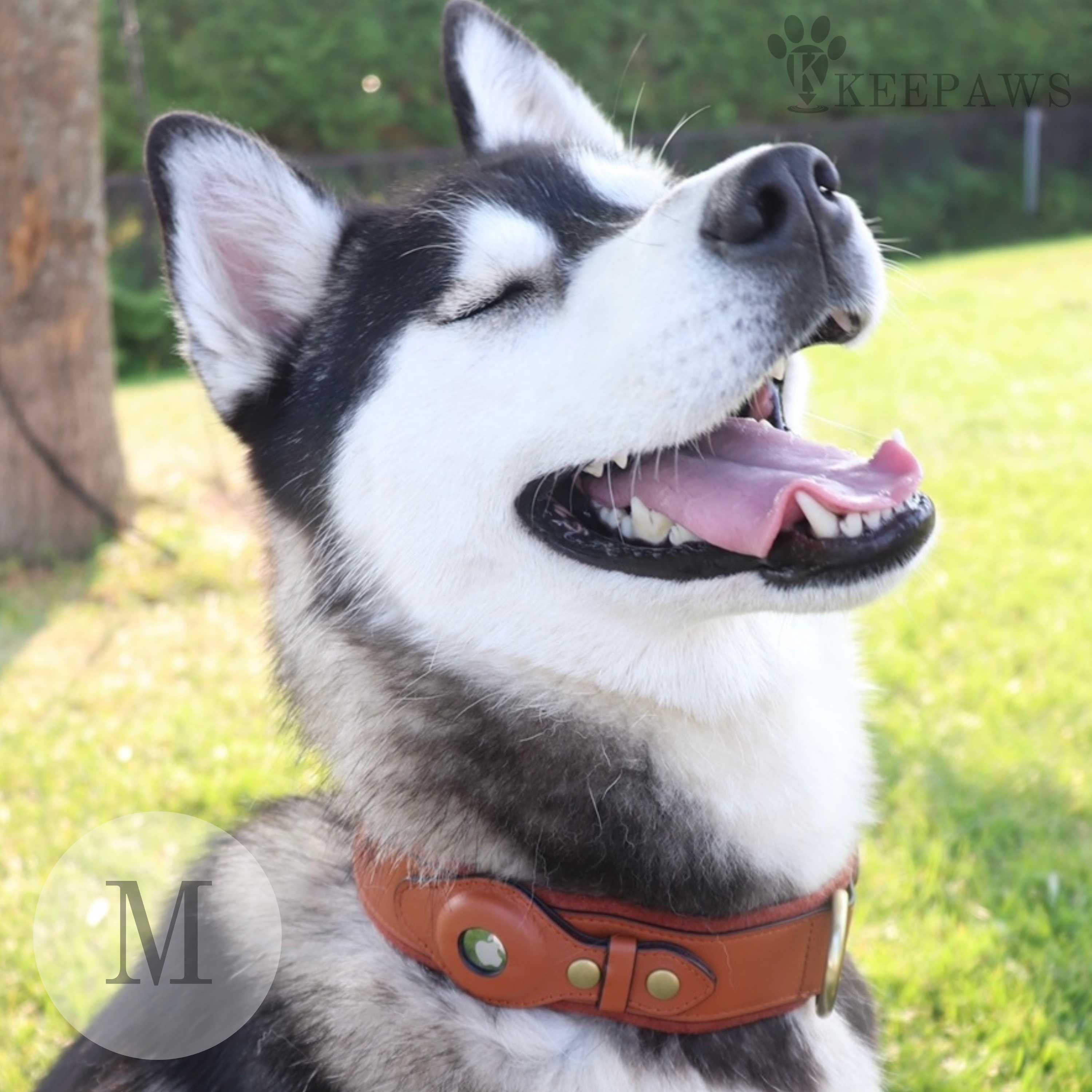 Keepaws™ Leather AirTag Collar Personalized Dog Collar - Etsy
