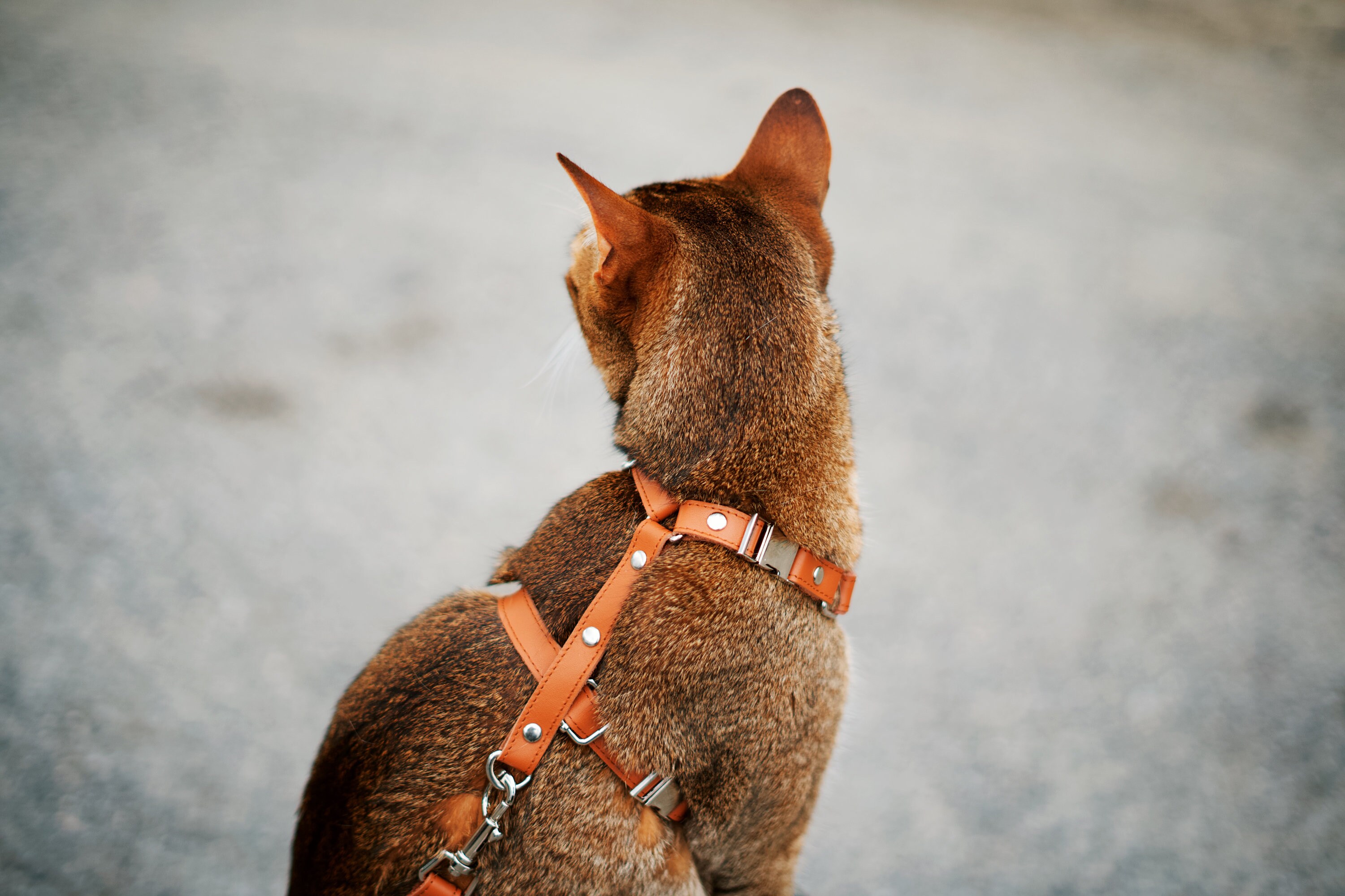 Keepaws™ Airtag Cat Harness Leather Cat Harness Compatible Etsy