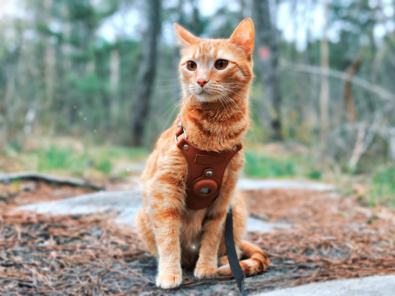Keepaws™ Airtag Cat Harness Leather Cat Harness Compatible Etsy