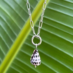 Hebrew Cone Shell + Sterling Silver necklace