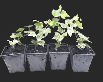 Pack of 4 Young Trailing Ivy Hedera Helix Plant in 7cm pot