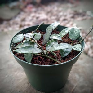 Hoya Lacunosa &#39;Royal Flush&#39; 4inch