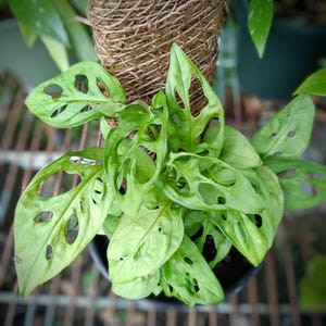 Monstera Adansonii (Swiss Cheese)