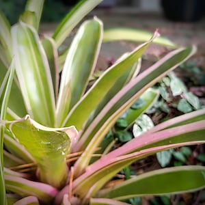 Bromeliad Neoregelia - Pup
