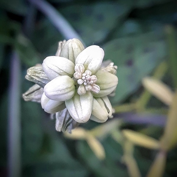 African Hosta (Little White Soldiers)