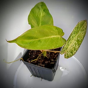 Philodendron Paraiso Verde