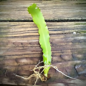 Epiphyllum Curly Sue Orchid Cactus Monstrose
