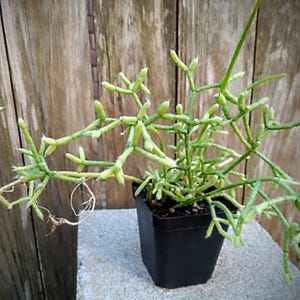 Coral Cactus (Rhipsalis Cereuscula)