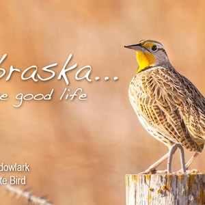 Nebraska the Good Life Photo Magnet- Western Meadowlark, Nebraska State Bird
