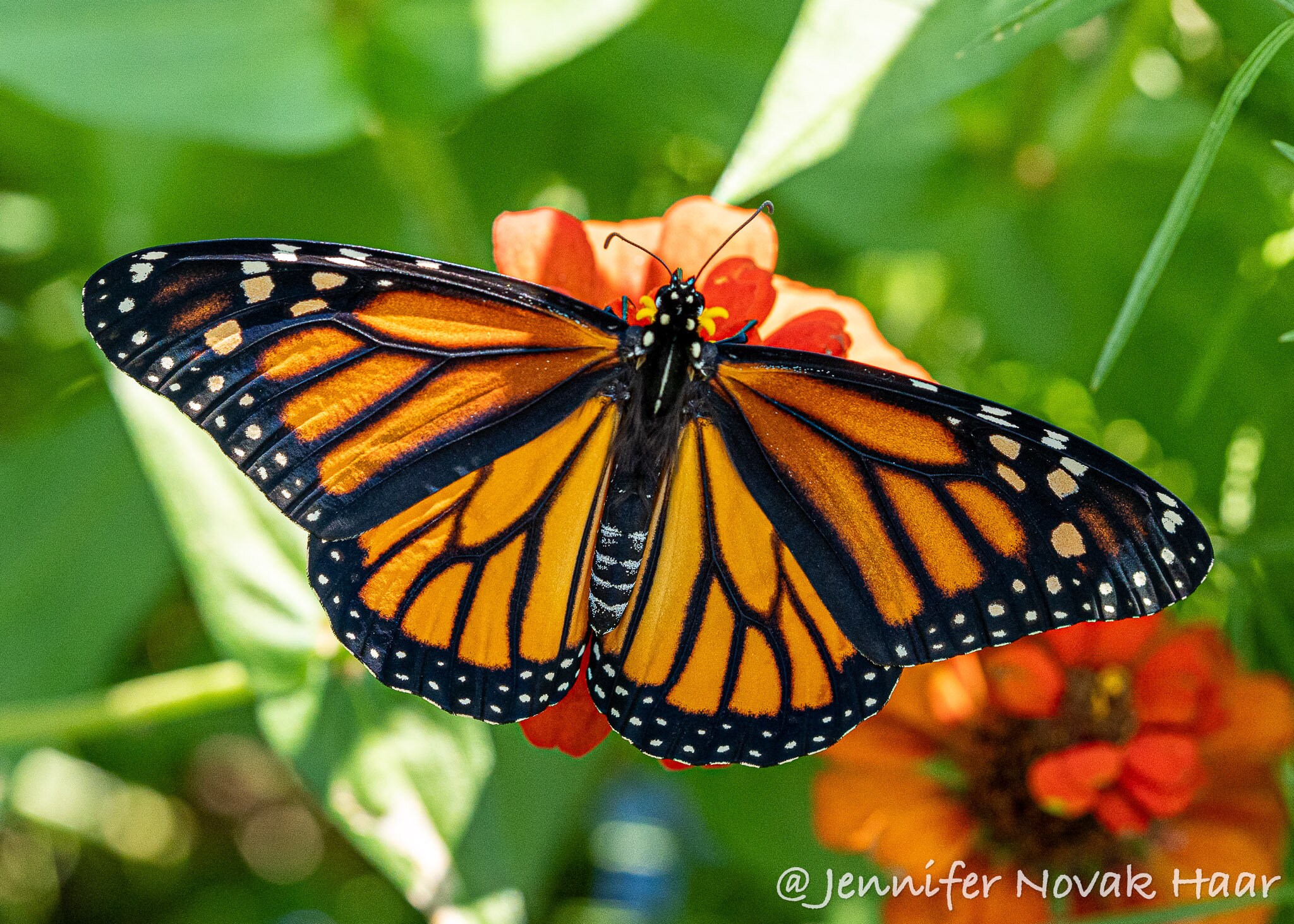 Monarch Butterfly Photo Greeting Card (C3), Blank Inside, With Envelope ...